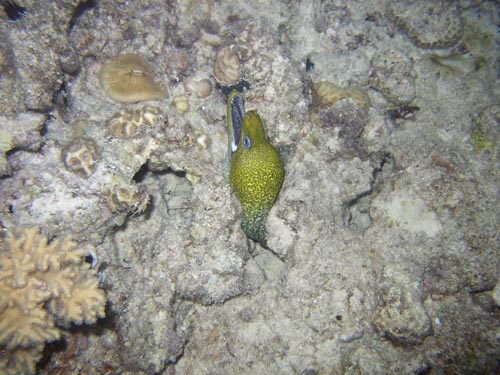 yellow spotted moray.jpg